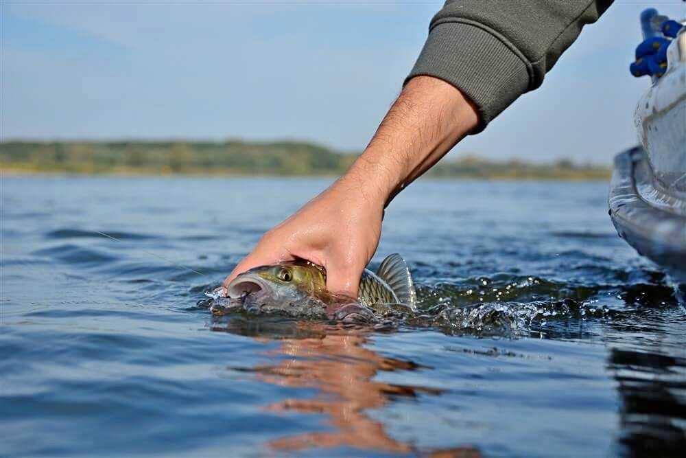 łowienie klenia na obrotówke